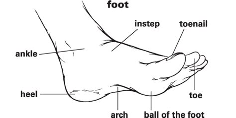 foothibhd|Foot Definition & Meaning .